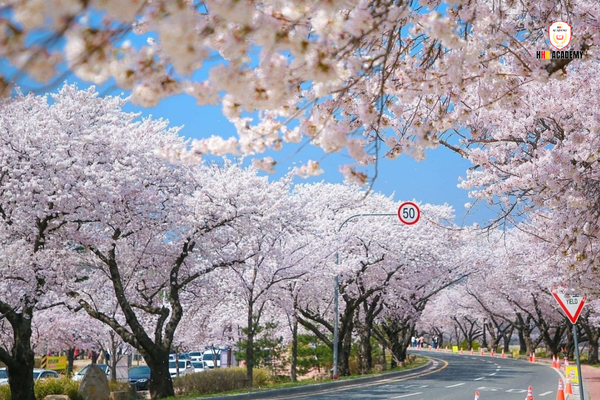 Du học Hàn – không chỉ học, mà còn sống trọn từng khoảnh khắc